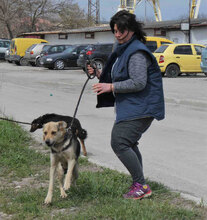 MADITA, Hund, Mischlingshund in Bulgarien - Bild 5
