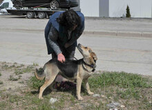 MADITA, Hund, Mischlingshund in Bulgarien - Bild 7