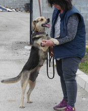 MADITA, Hund, Mischlingshund in Bulgarien - Bild 9