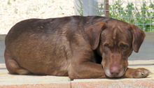 MARLAY, Hund, Labrador-Mix in Zypern - Bild 3