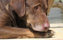 MARLAY, Hund, Labrador-Mix in Zypern - Bild 5