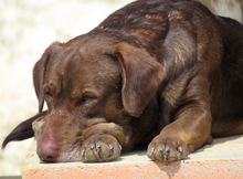 MARLAY, Hund, Labrador-Mix in Zypern - Bild 7