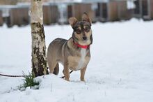 SAMBA, Hund, Mischlingshund in Bad Wünnenberg - Bild 1