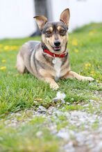SAMBA, Hund, Mischlingshund in Bad Wünnenberg - Bild 10