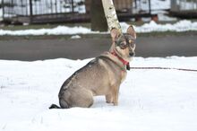 SAMBA, Hund, Mischlingshund in Bad Wünnenberg - Bild 2