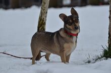 SAMBA, Hund, Mischlingshund in Bad Wünnenberg - Bild 4