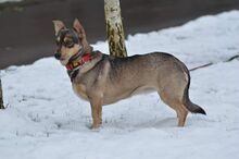 SAMBA, Hund, Mischlingshund in Bad Wünnenberg - Bild 5