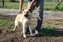 QUZO, Hund, Mischlingshund in Ungarn - Bild 1