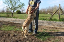 QUZO, Hund, Mischlingshund in Ungarn - Bild 2