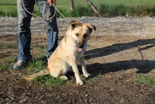 QUZO, Hund, Mischlingshund in Ungarn - Bild 3