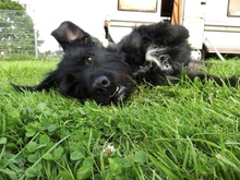 HARRY, Hund, Mischlingshund in Espelkamp - Bild 10