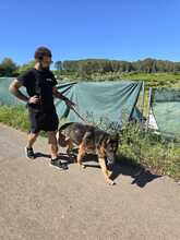 COCO, Hund, Deutscher Schäferhund in Spanien - Bild 10