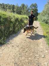 COCO, Hund, Deutscher Schäferhund in Spanien - Bild 11