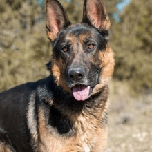 COCO, Hund, Deutscher Schäferhund in Spanien - Bild 4