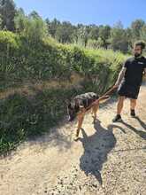 COCO, Hund, Deutscher Schäferhund in Spanien - Bild 7