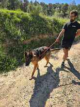 COCO, Hund, Deutscher Schäferhund in Spanien - Bild 9