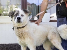 MANON, Hund, Mischlingshund in Wallersheim - Bild 11