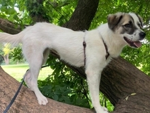MANON, Hund, Mischlingshund in Wallersheim - Bild 7