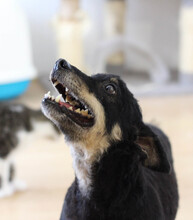 LINDA, Hund, Mischlingshund in Rumänien - Bild 13