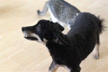 LINDA, Hund, Mischlingshund in Rumänien - Bild 14