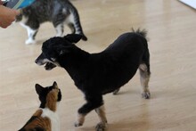 LINDA, Hund, Mischlingshund in Rumänien - Bild 16