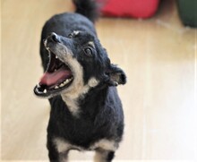 LINDA, Hund, Mischlingshund in Rumänien - Bild 19