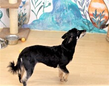 LINDA, Hund, Mischlingshund in Rumänien - Bild 9