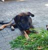TRITON, Hund, Mischlingshund in Herxheim - Bild 3
