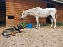 TRITON, Hund, Mischlingshund in Herxheim - Bild 6
