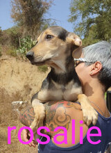 ROSALIE, Hund, Mischlingshund in Italien - Bild 12