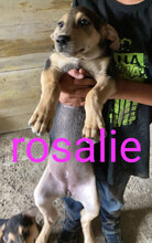 ROSALIE, Hund, Mischlingshund in Italien - Bild 14