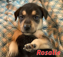 ROSALIE, Hund, Mischlingshund in Italien - Bild 15