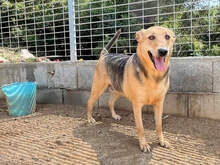 ROSALIE, Hund, Mischlingshund in Italien - Bild 4