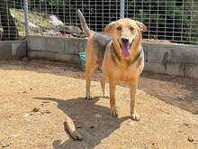 ROSALIE, Hund, Mischlingshund in Italien - Bild 5