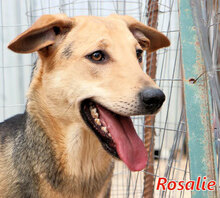 ROSALIE, Hund, Mischlingshund in Italien - Bild 7