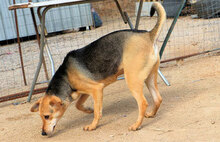 ROSALIE, Hund, Mischlingshund in Italien - Bild 8