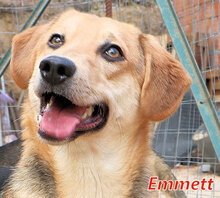 EMMETT, Hund, Mischlingshund in Italien - Bild 1