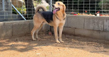 EMMETT, Hund, Mischlingshund in Italien - Bild 4