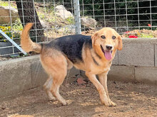 EMMETT, Hund, Mischlingshund in Italien - Bild 5