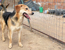 EMMETT, Hund, Mischlingshund in Italien - Bild 6