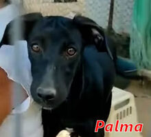 PALMA, Hund, Mischlingshund in Italien - Bild 10