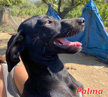 PALMA, Hund, Mischlingshund in Italien - Bild 11