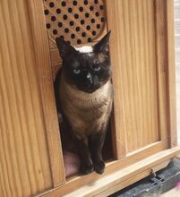 NEO, Katze, Thai-Siam in Spanien - Bild 3