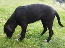 VULPIX, Hund, Mischlingshund in Berkheim - Bild 11