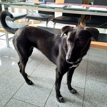 VULPIX, Hund, Mischlingshund in Berkheim - Bild 14
