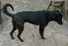 VULPIX, Hund, Mischlingshund in Berkheim - Bild 25