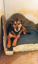 RAFFA, Hund, Mischlingshund in Niederkrüchten - Bild 18