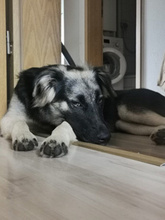 MAYLA, Hund, Mischlingshund in Köln - Bild 2