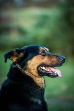 FILEMON, Hund, Mischlingshund in Ungarn - Bild 10