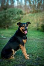 FILEMON, Hund, Mischlingshund in Ungarn - Bild 11